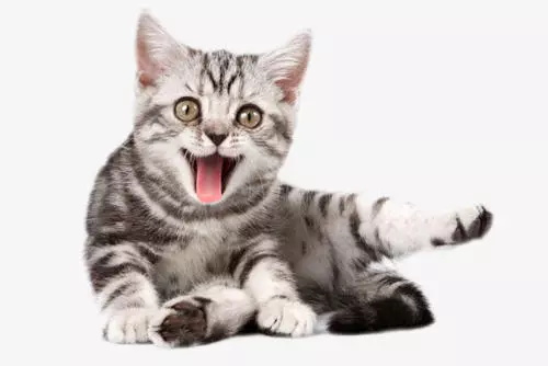 1618382567957563.jpg u=209345413,1367712025&fm=26&fmt=auto&gp=0(1).jpg