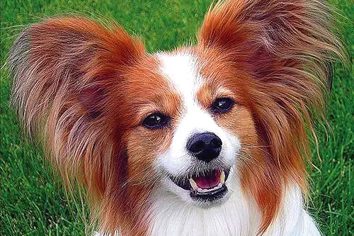 1622093321278903.jpg u=4290112888,510162237&fm=26&fmt=auto&gp=0_看圖王.jpg