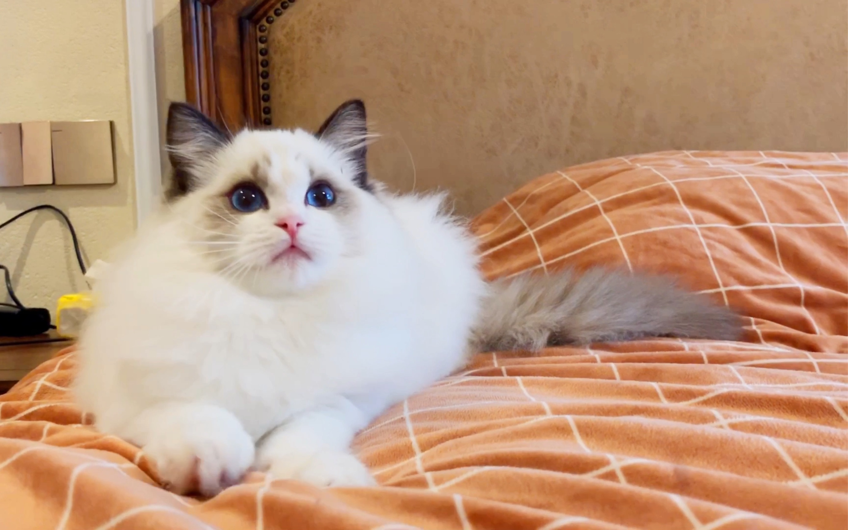 1625189285996886.jpg dslb.jpg